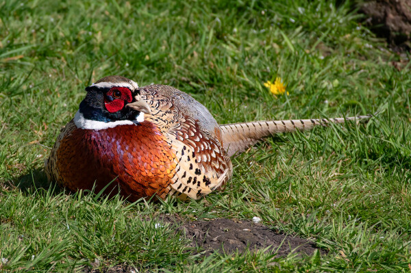 Male Pheasant