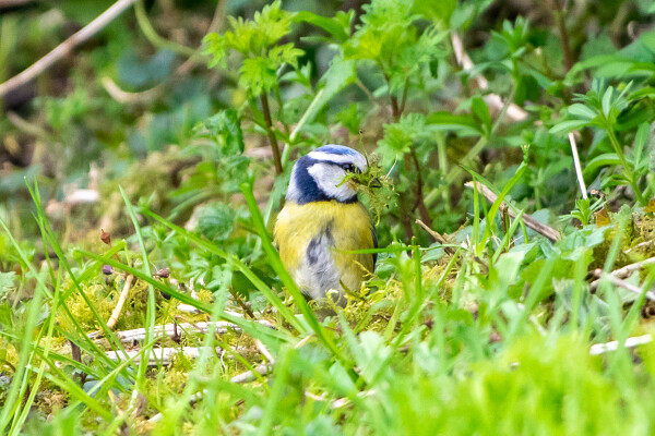 Nest Maker