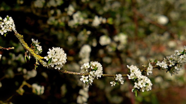Now it's the turn of the sloes.