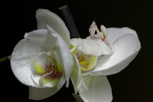 Orchid Mantis