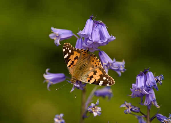 Painted Lady Butterfly.