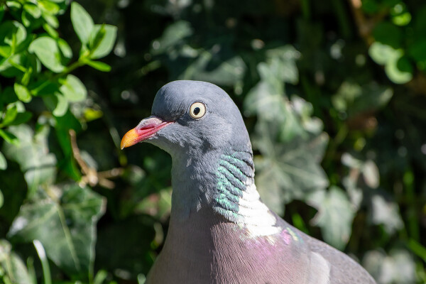 Pigeon Portrait