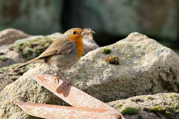 Robin