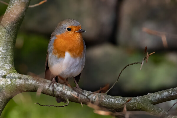 Robin