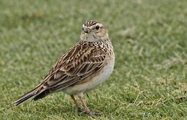 Skylark (female)