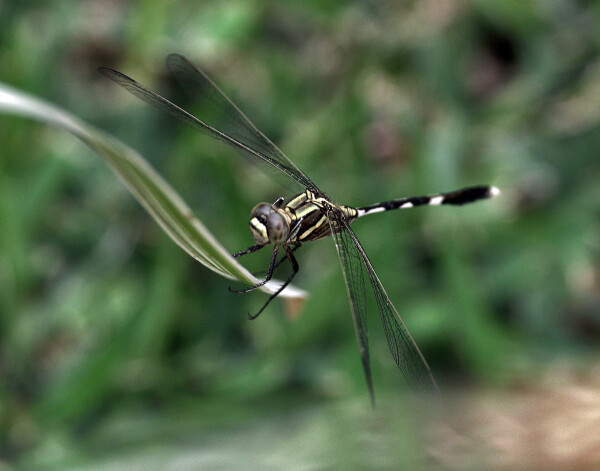 Slender Skimmer