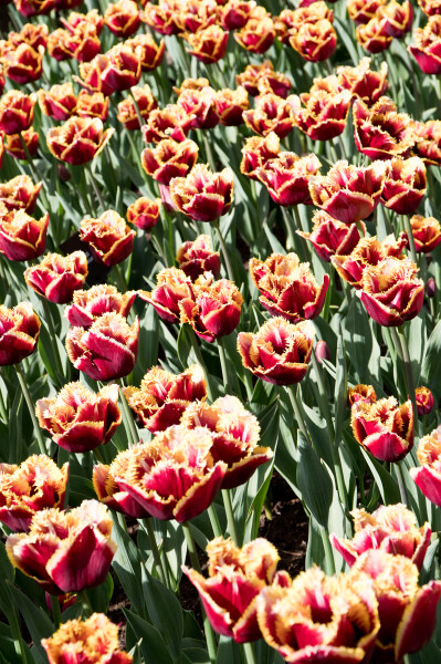 Tulips in Keukenhof - NL