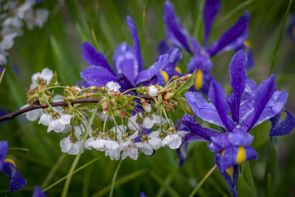 When Cherry met Iris