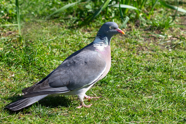 Wood Pigeon