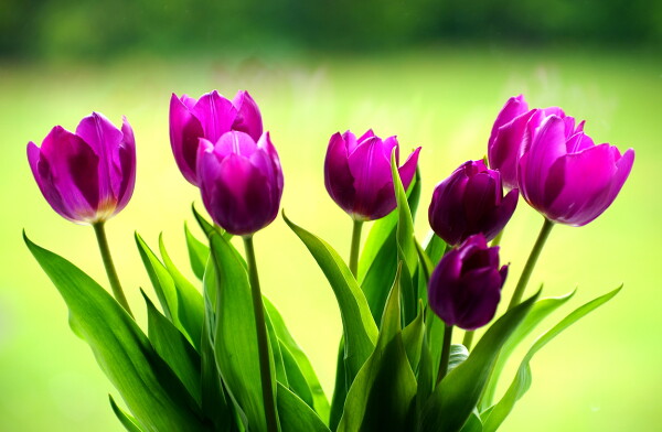 'Tulips From Amsterdam' ?...Probably v2
