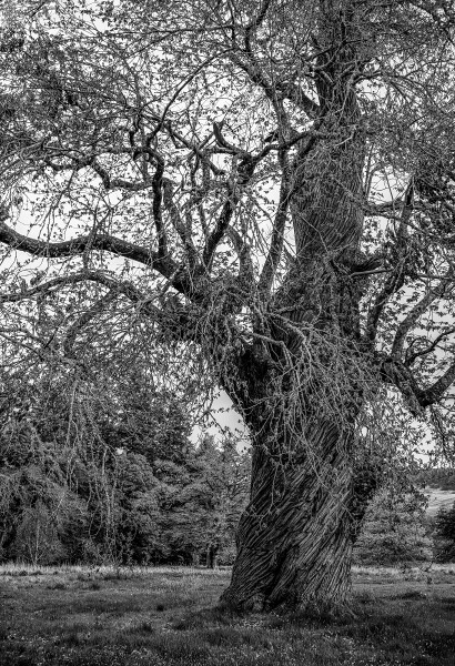 A Fine Specimen Tree