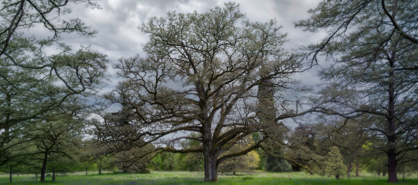 A Spectacular Tree Vista