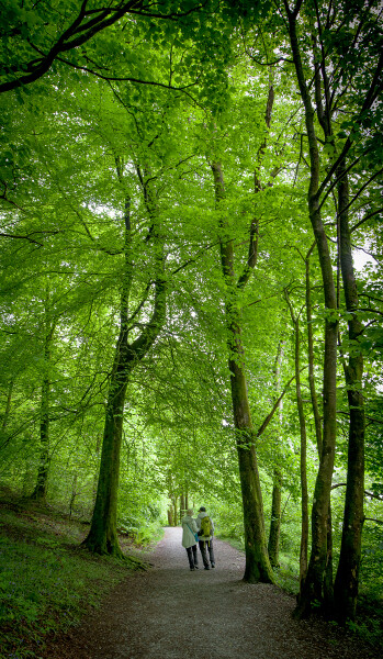 A stroll through the woods