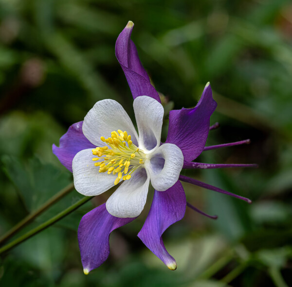 Aquilegia