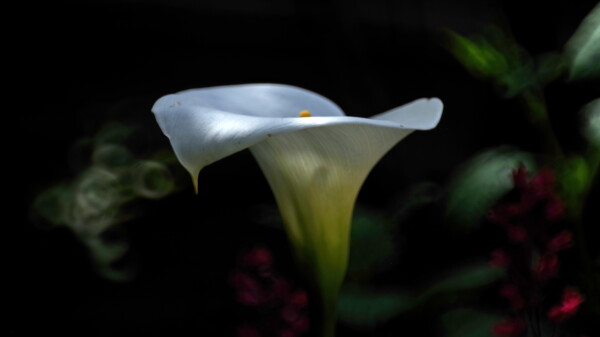 Arum lily with 600mm mirror lens