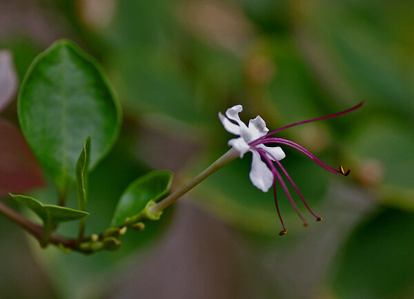 Clerodendrum