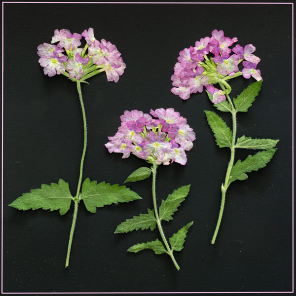 Dried Vervain