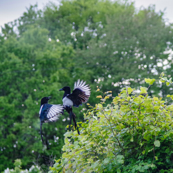 Fight at the bird table