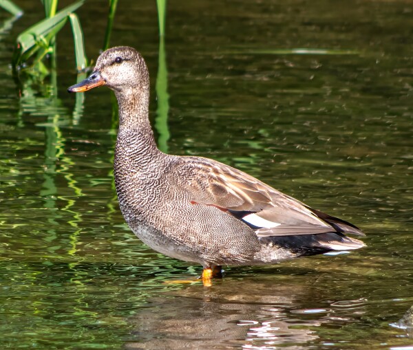 Gadwall Duck
