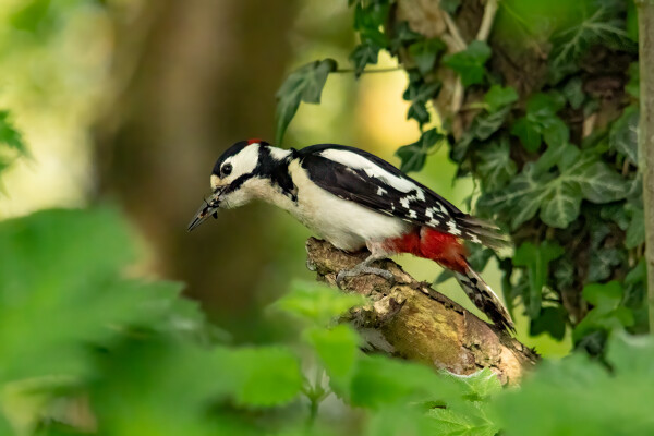 Great Spotted Woodpecker