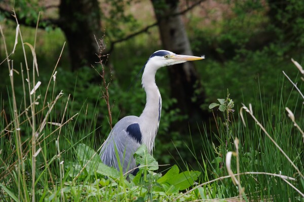 Heron