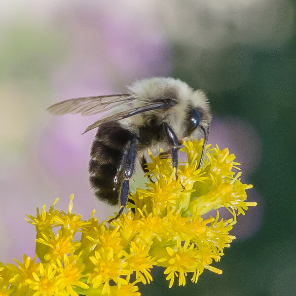 Honey Bee Feeding