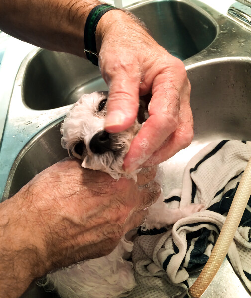 If You Do Not Know What Soap Tastes Like, You Have Never Given Your Dog a Bath