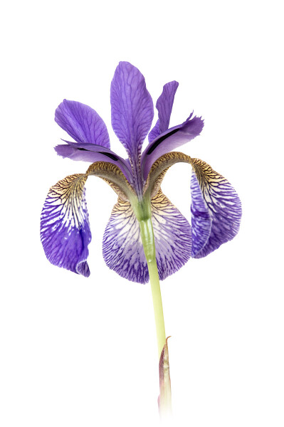 Iris.