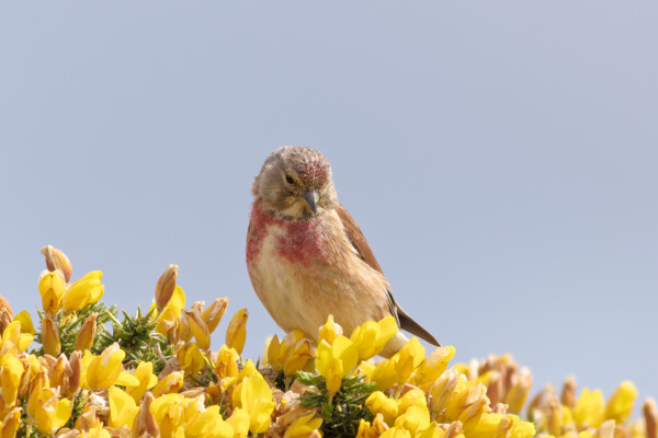 Linnet