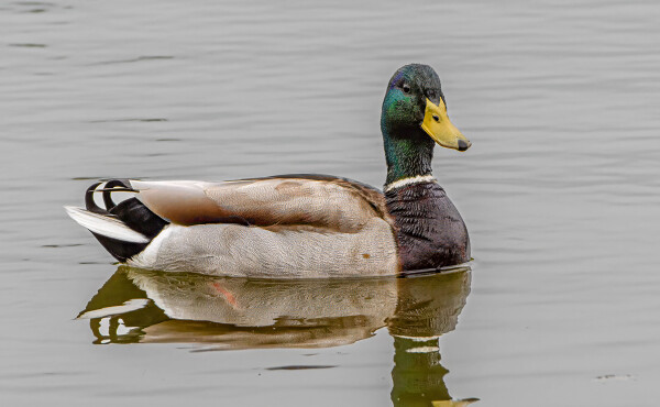 Mallard