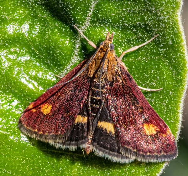 Mint Moth