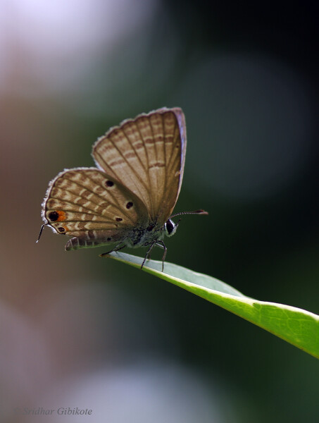 Plains Cupid