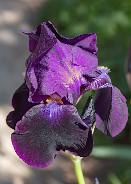 Purple Iris with pollen