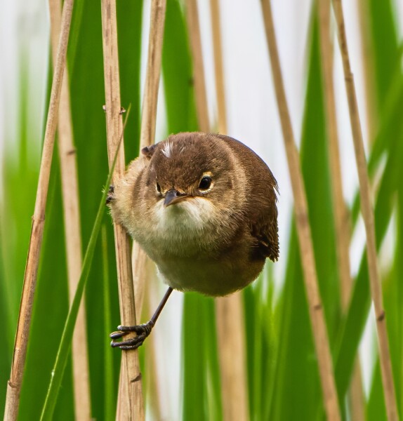 Reed Warbler