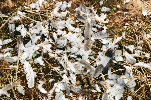Sparrowhawk Kill Wreckage