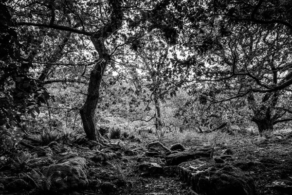 Spooky Forest