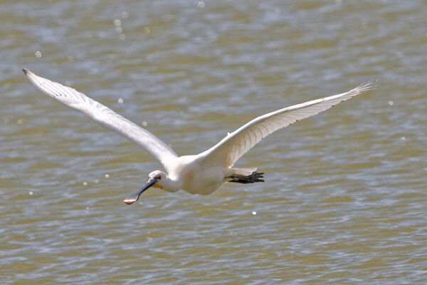 Spoonbill.