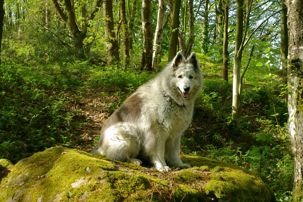 Starr - waiting patiently