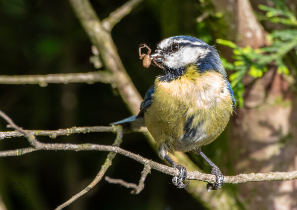 Tasty Morsel