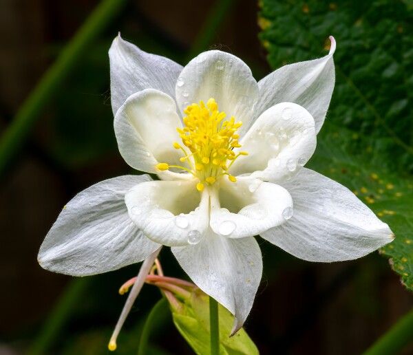 White Aquilegia
