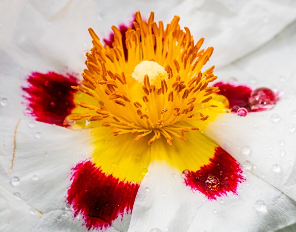 White Stone Rose