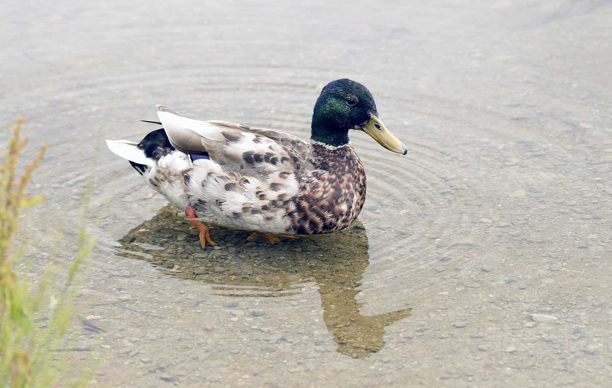 a Donald