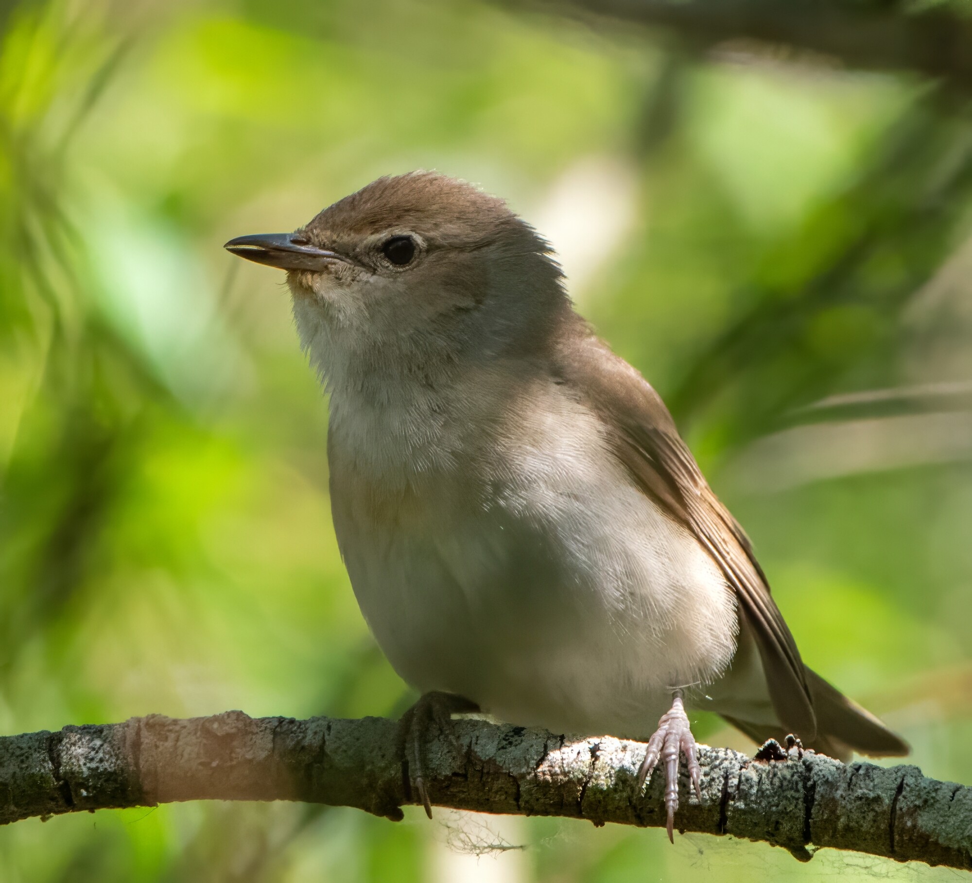 Garden Warbler