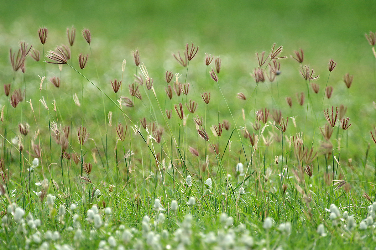 grass 2