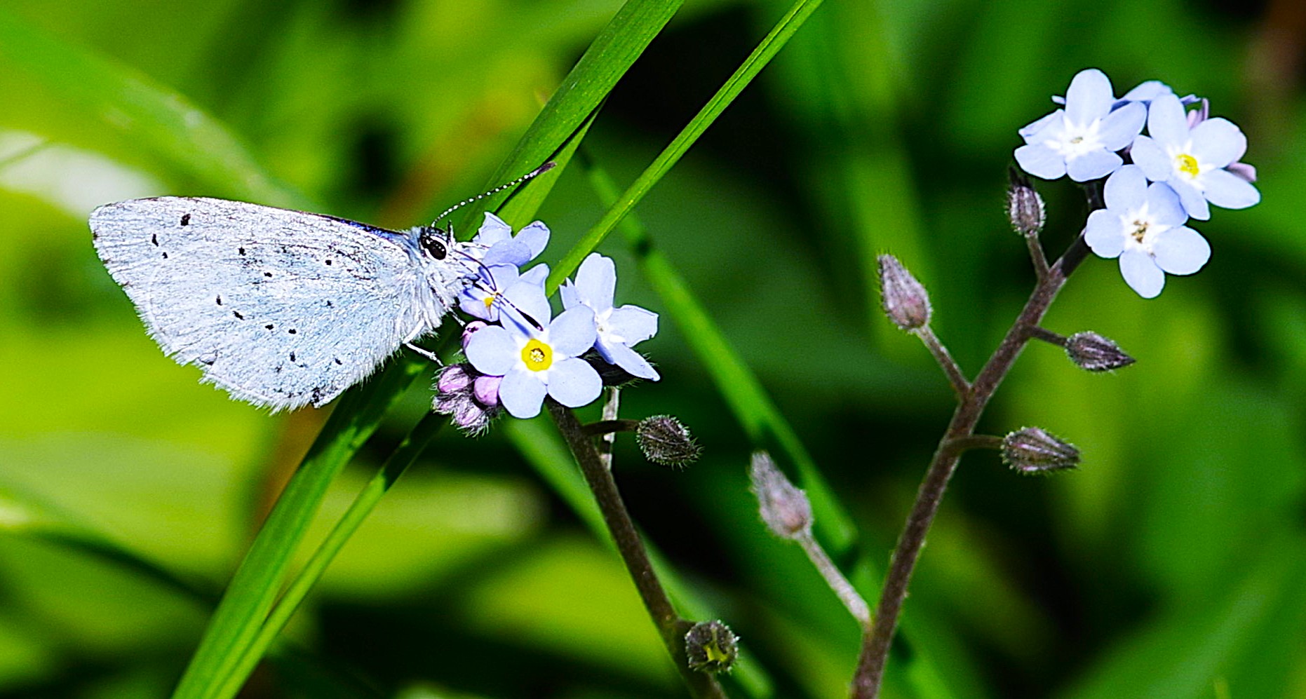 Holly Blue Butterfly