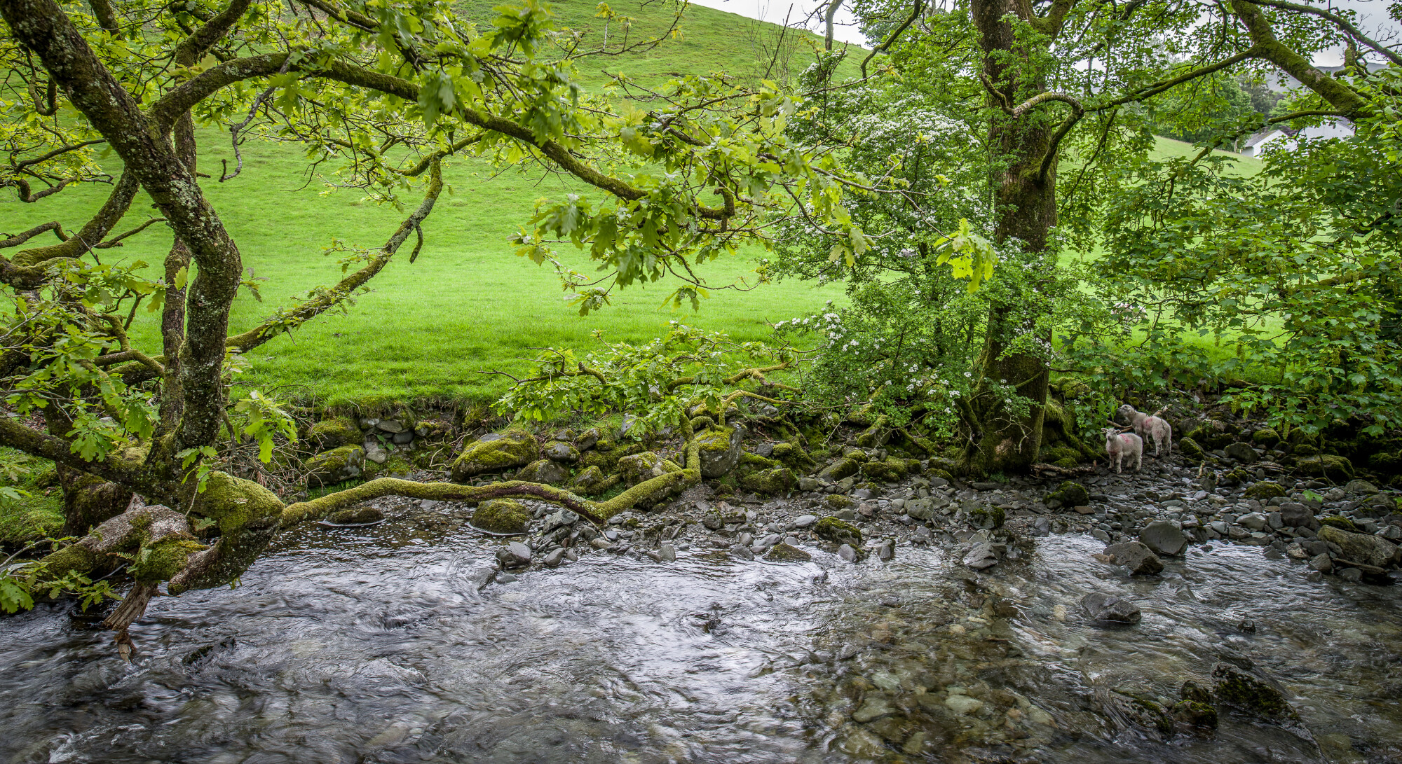 Lambs on the riverbank