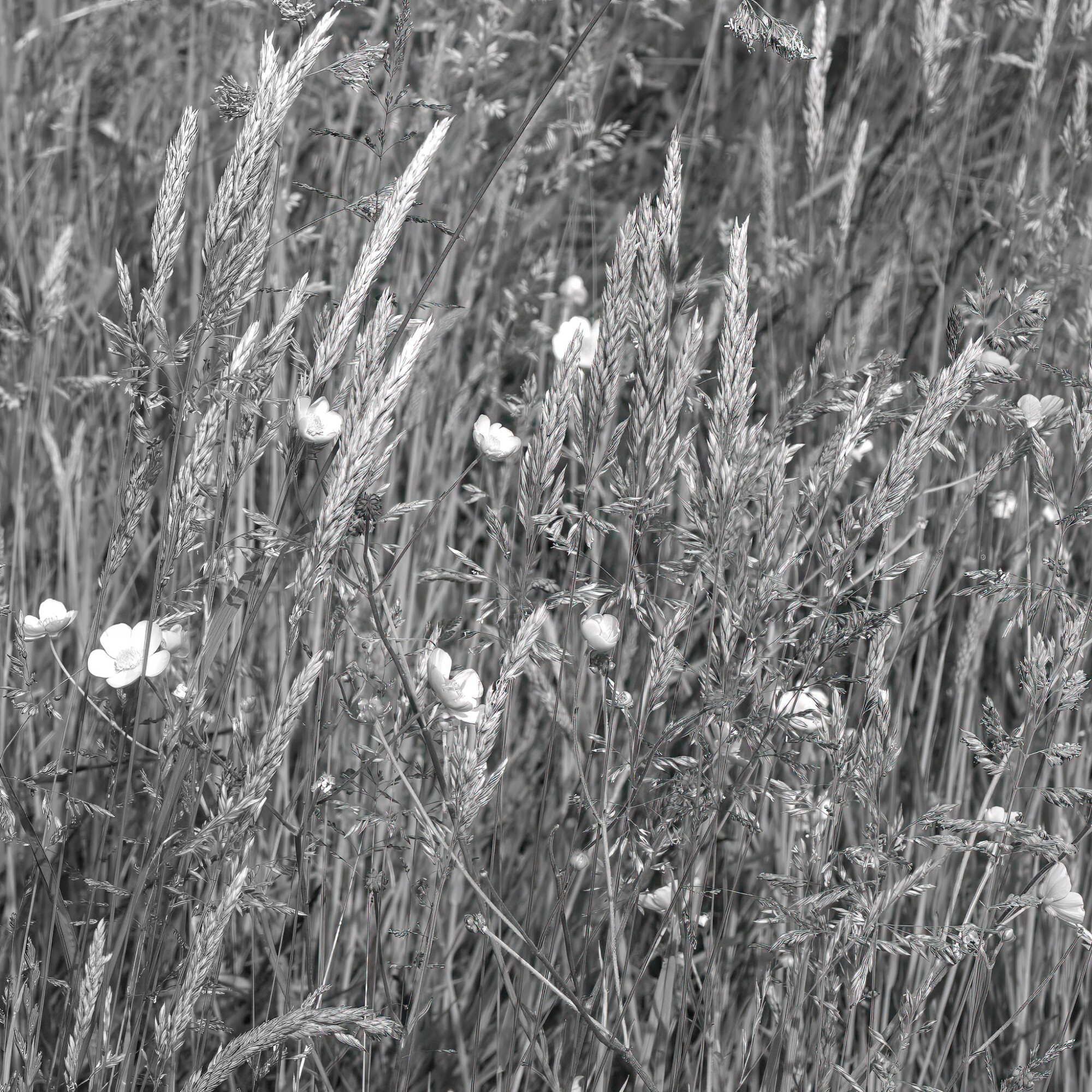 Meadow Buttercups and grasses