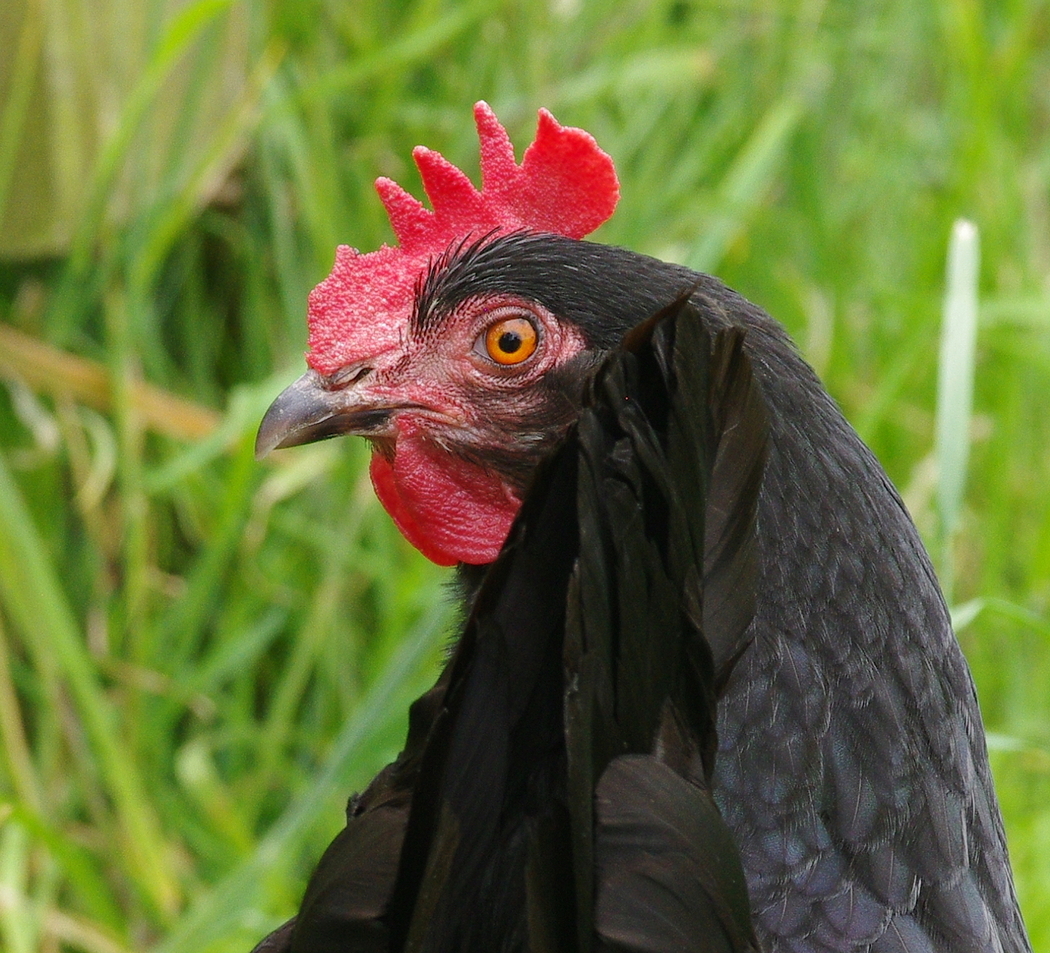 Poultry Portrait