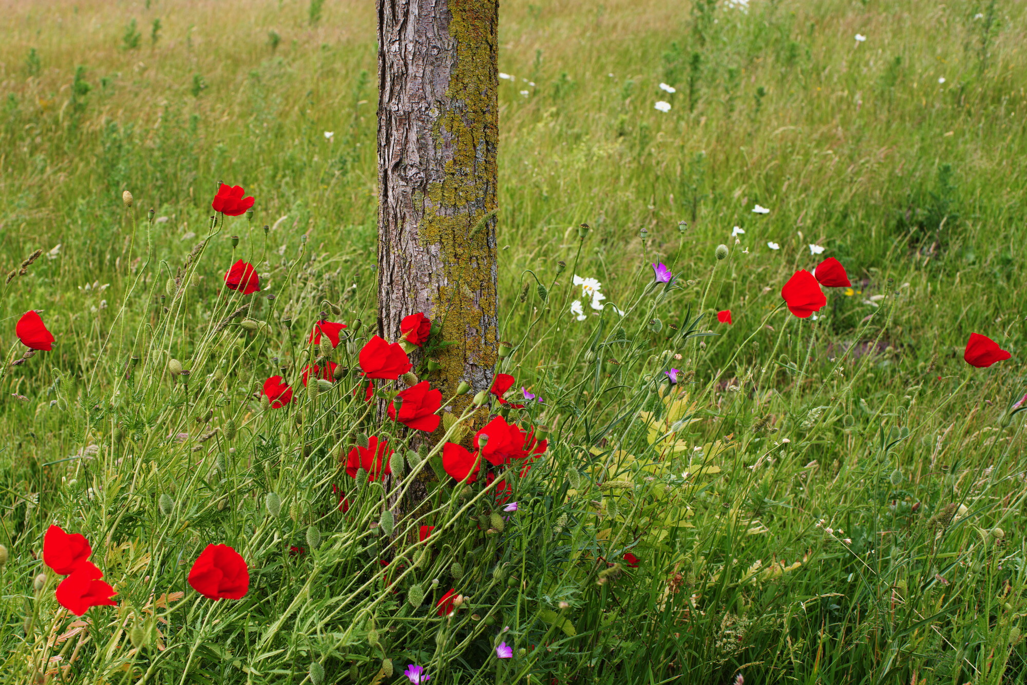 red, green, tree