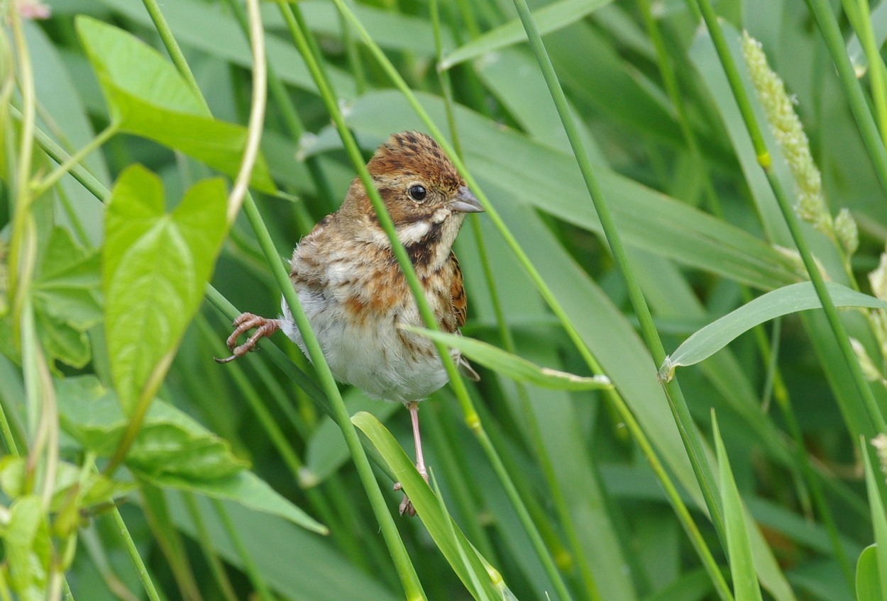 Reed Bunting